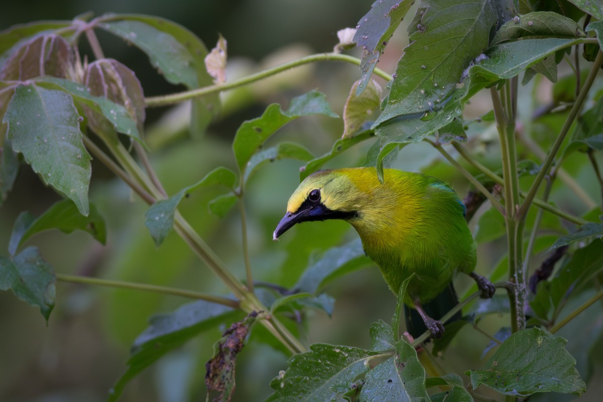Blue-winged Leafbird - ML641766217