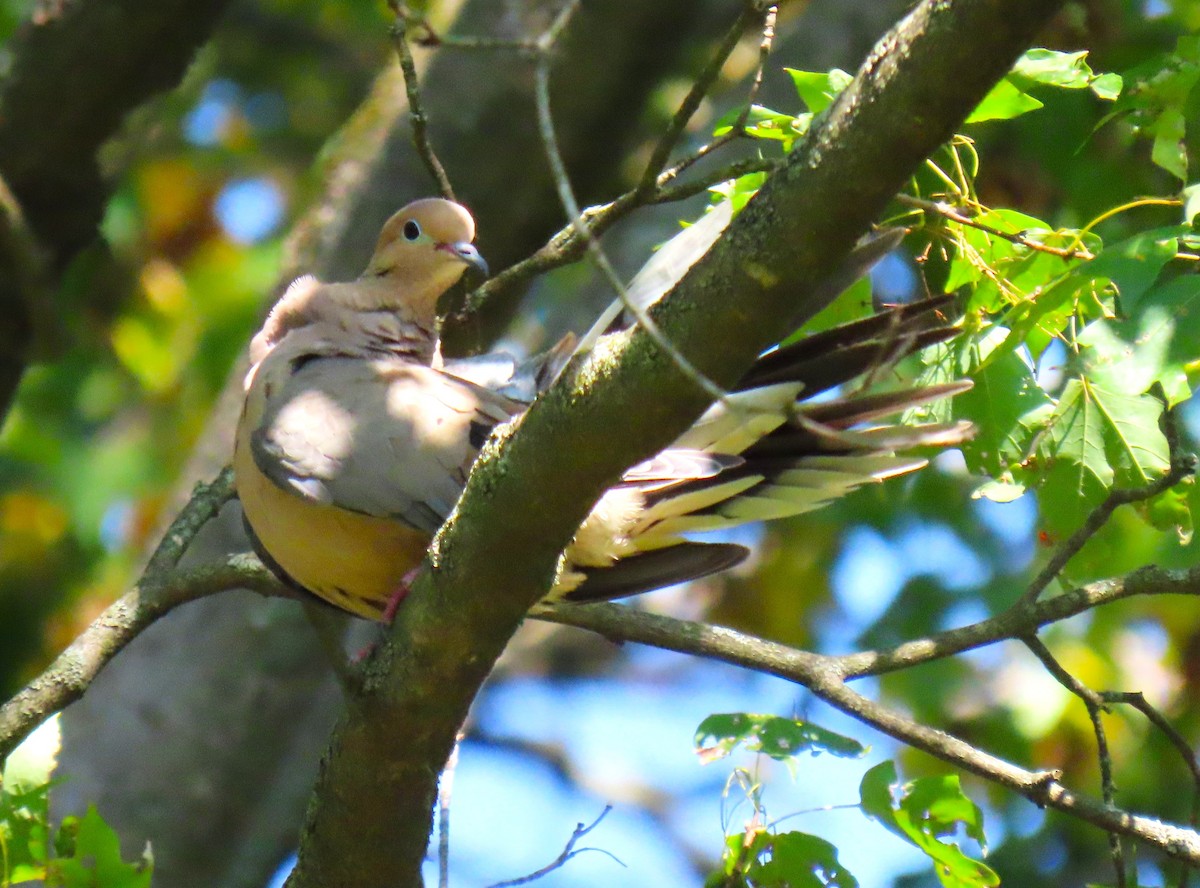 Mourning Dove - ML641766284