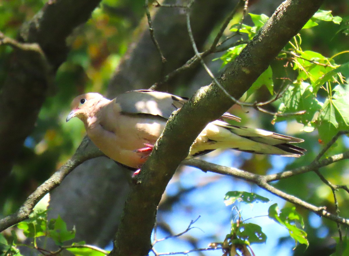 Mourning Dove - ML641766285
