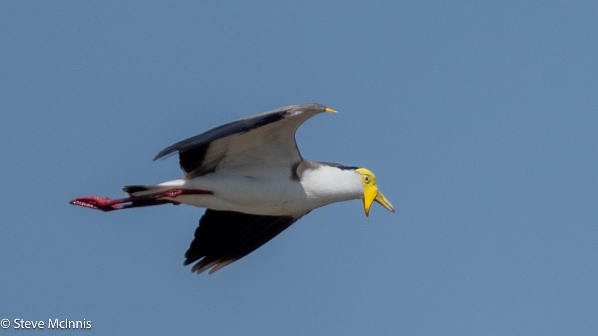 Masked Lapwing - ML641766288