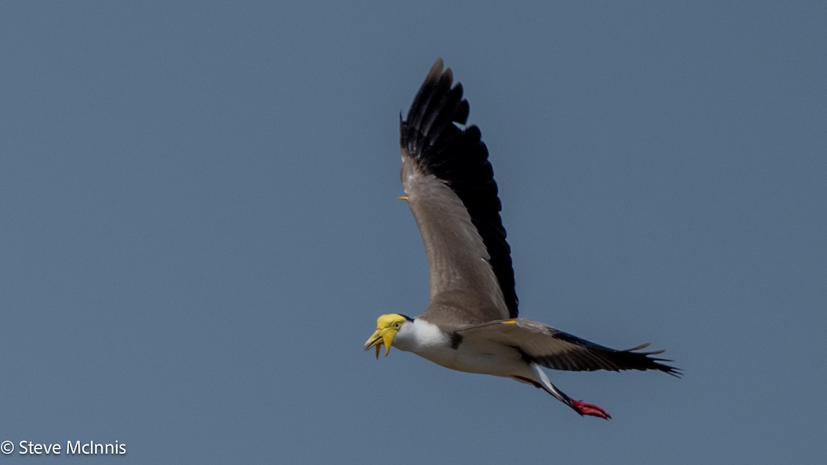 Masked Lapwing - ML641766289
