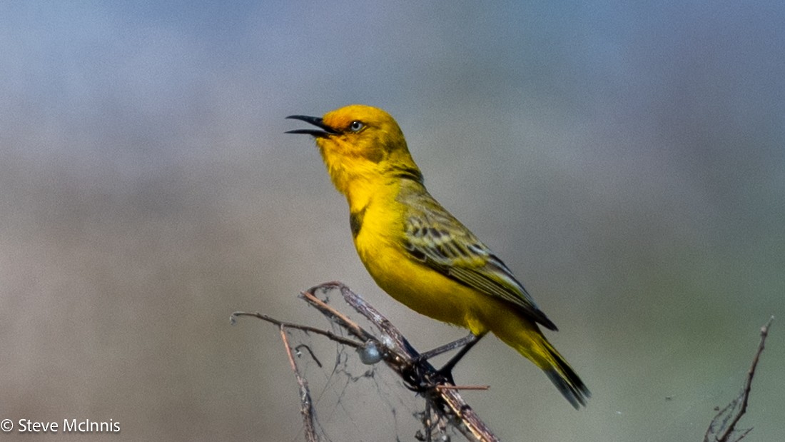 Yellow Chat - ML641766315