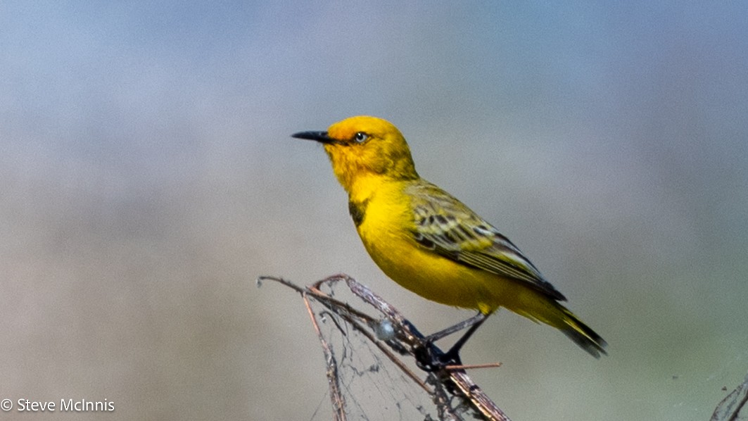 Yellow Chat - ML641766317