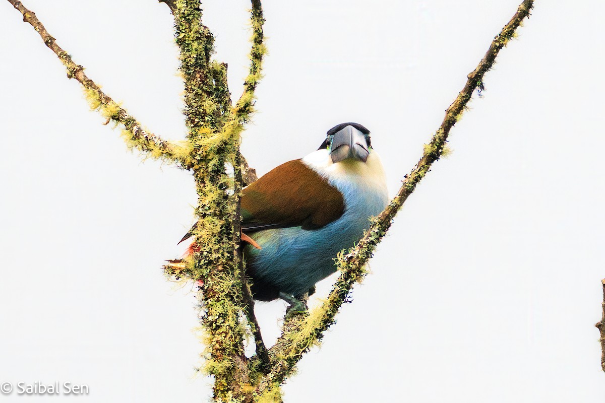 Black-billed Mountain-Toucan - ML641766322