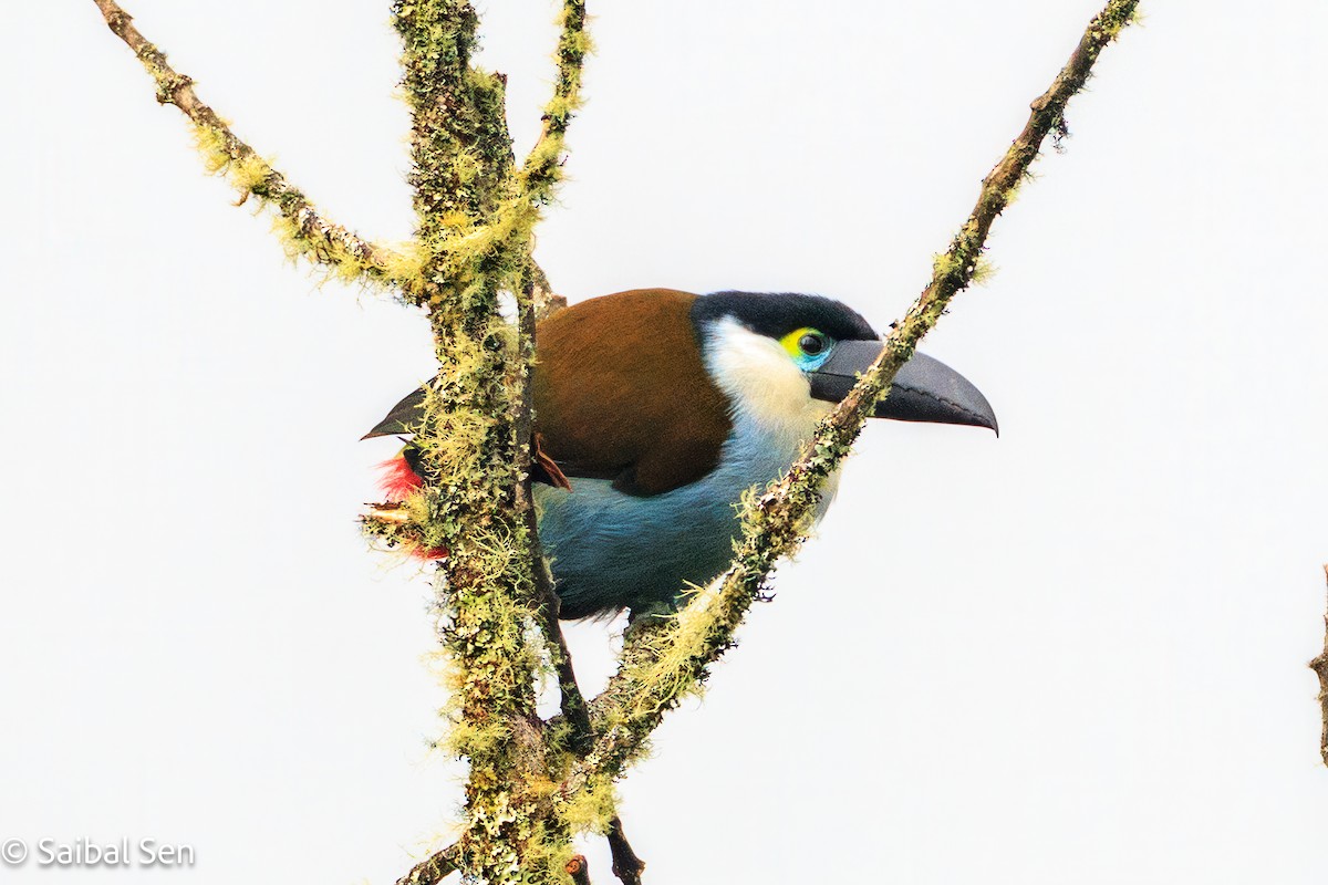 Black-billed Mountain-Toucan - ML641766323