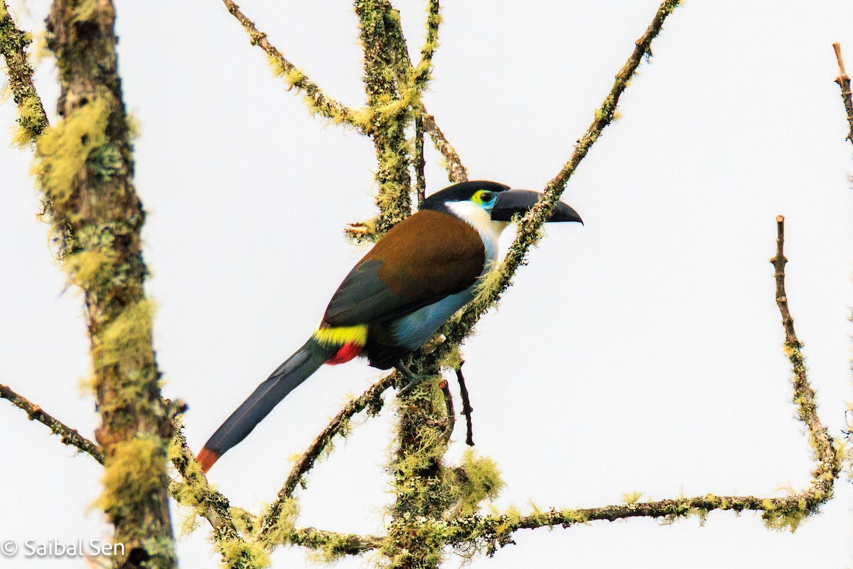 Black-billed Mountain-Toucan - ML641766324