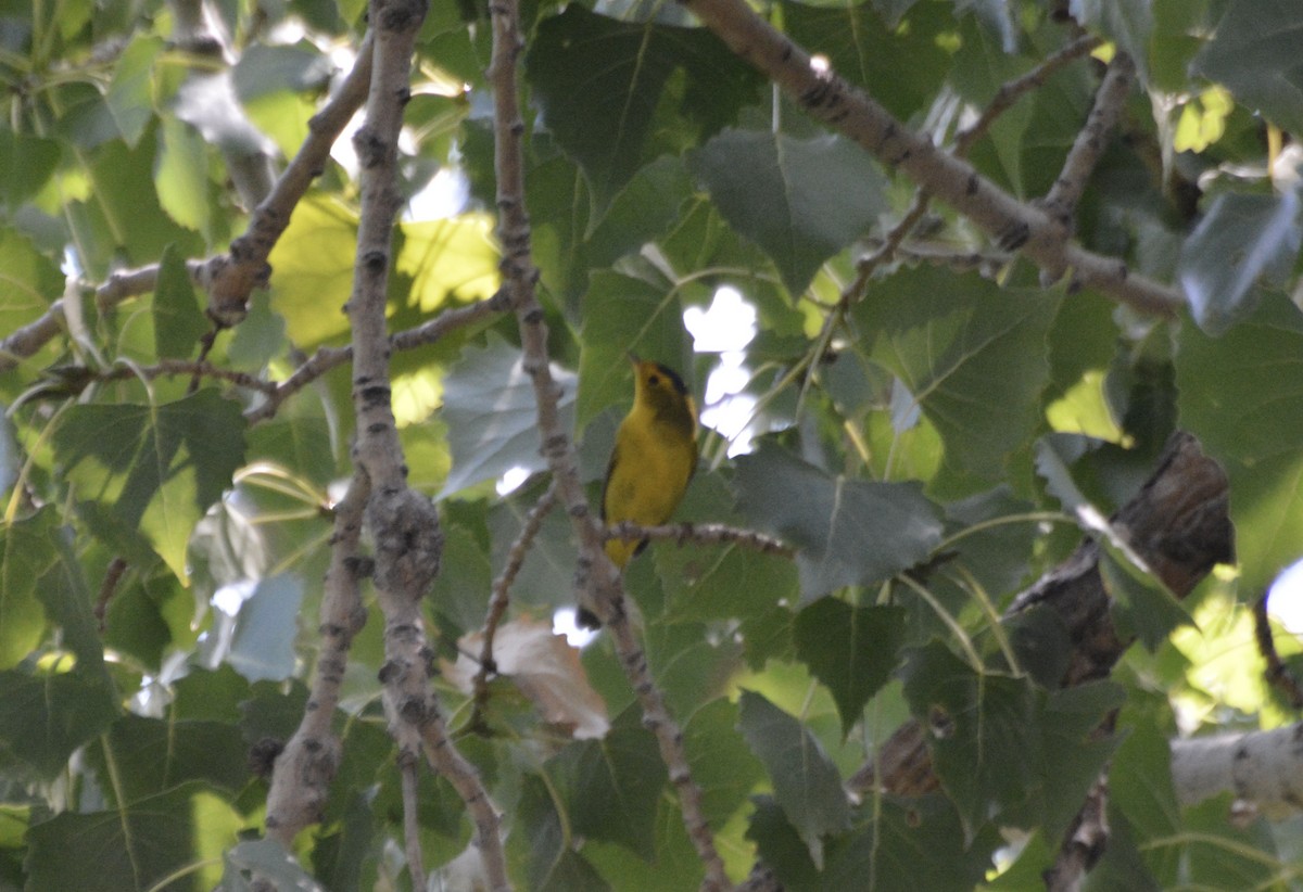 Wilson's Warbler - ML641766325
