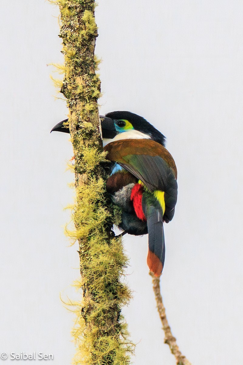 Black-billed Mountain-Toucan - ML641766326