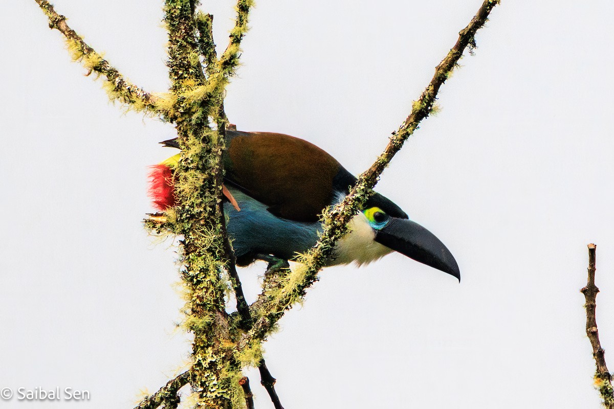 Black-billed Mountain-Toucan - ML641766327