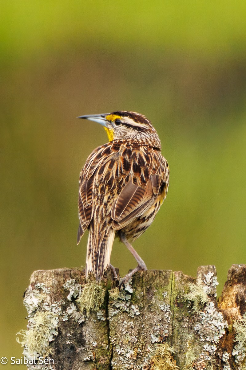 Eastern Meadowlark (Eastern) - ML641766343