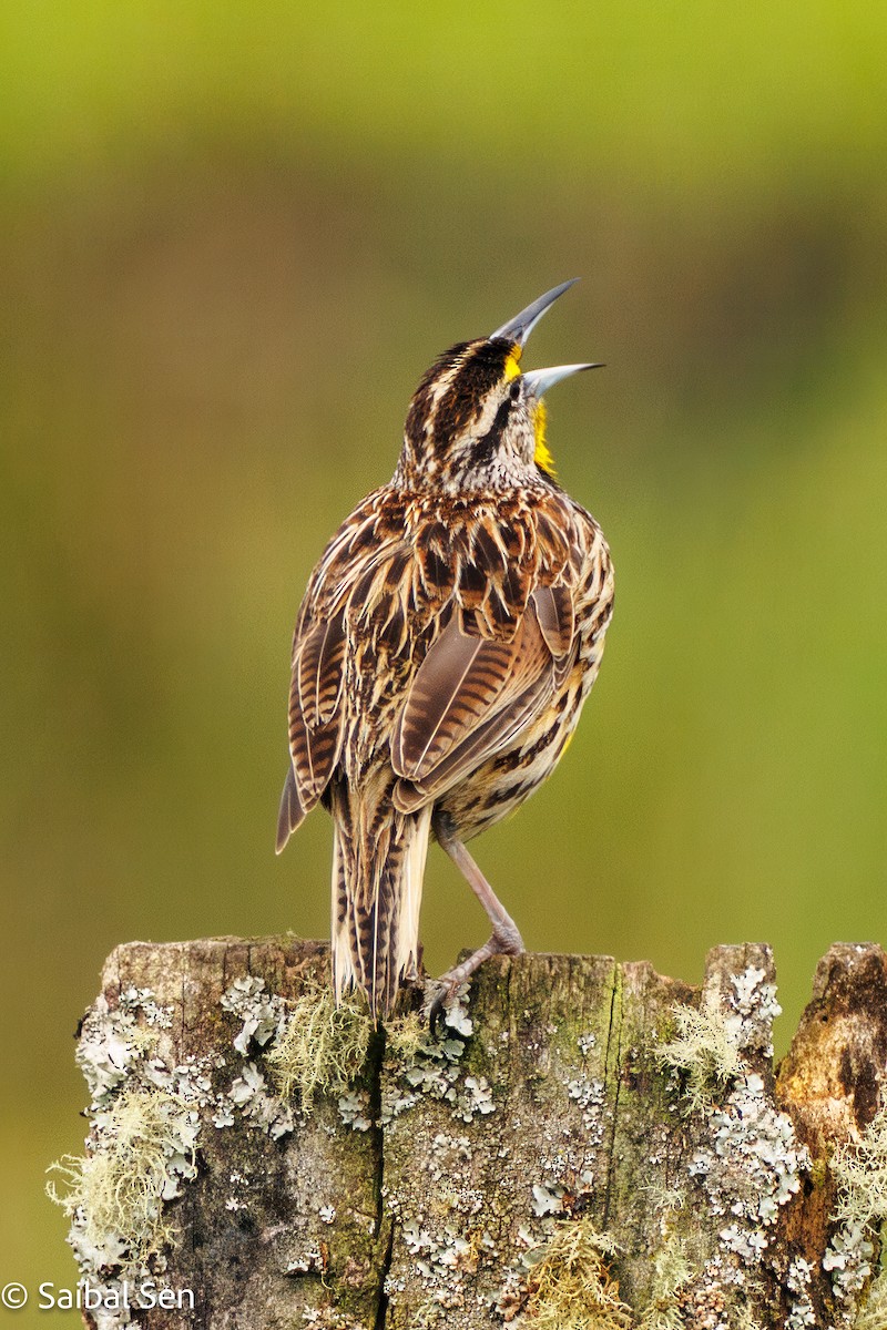 Eastern Meadowlark (Eastern) - ML641766344
