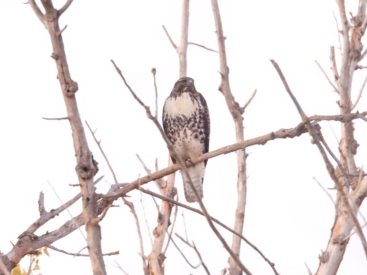 Red-tailed Hawk - ML641766404