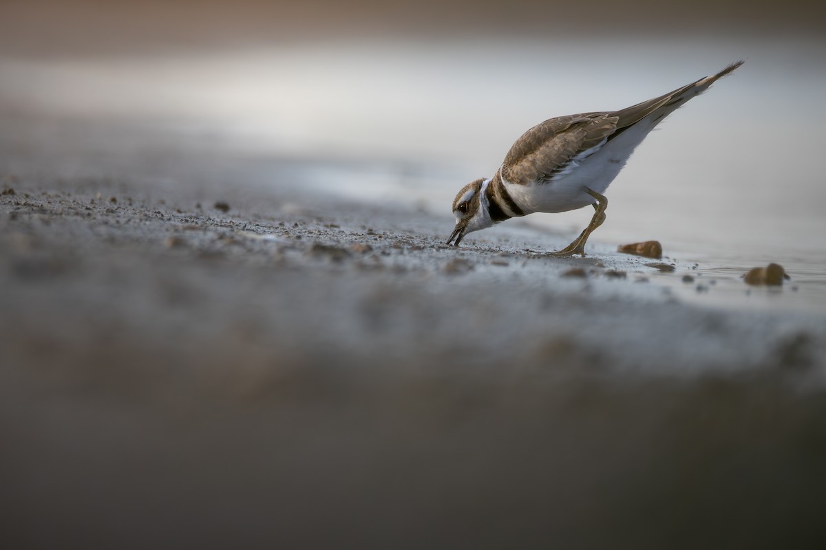 Killdeer - ML641766412