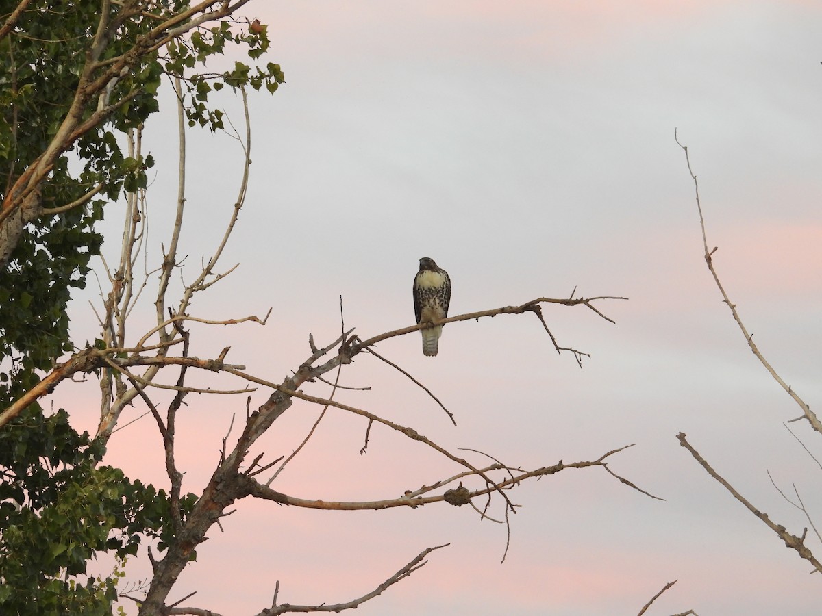 Red-tailed Hawk - ML641766413