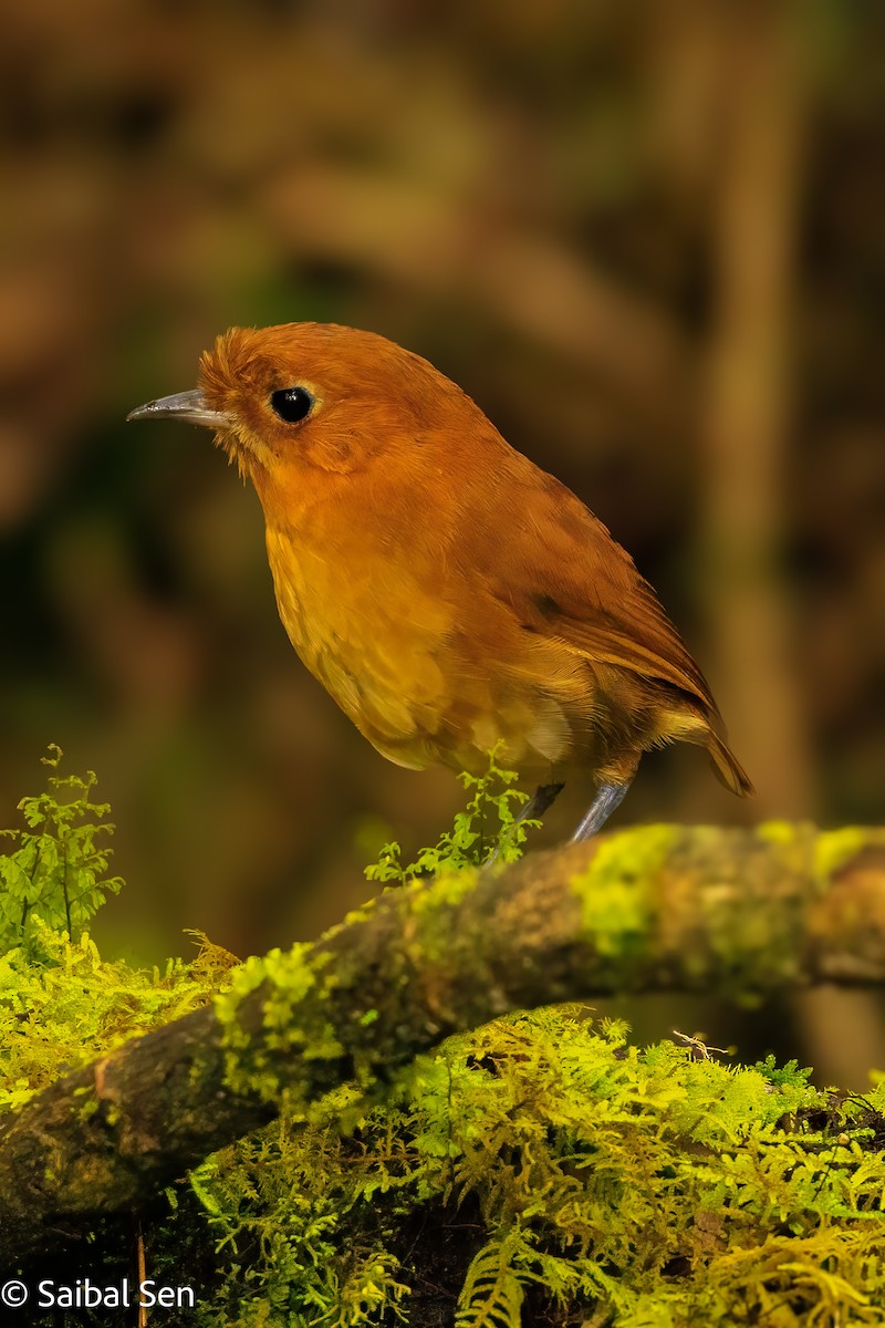 Muisca Antpitta - ML641766419