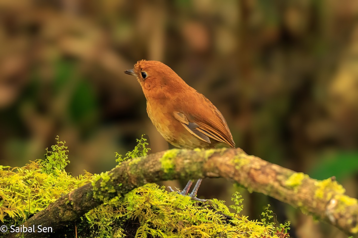 Muisca Antpitta - ML641766420