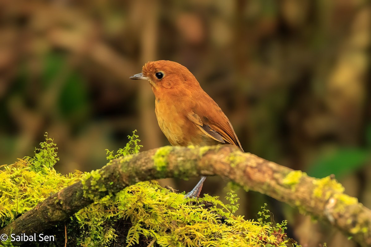 Muisca Antpitta - ML641766421