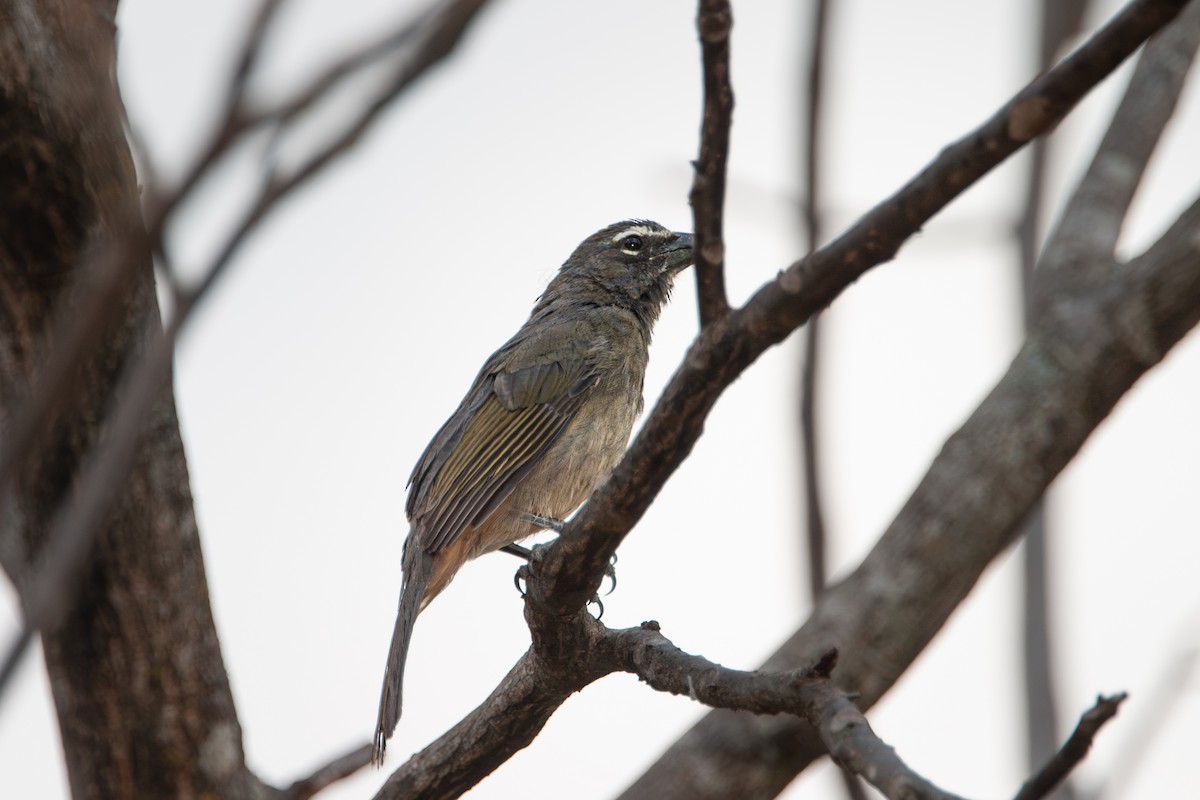 Buff-throated Saltator - ML641766434