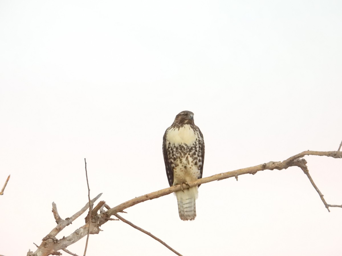 Red-tailed Hawk - ML641766436