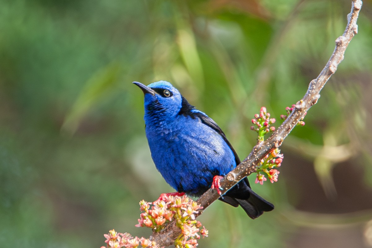Red-legged Honeycreeper - ML641766445
