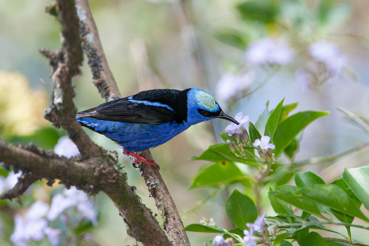 Red-legged Honeycreeper - ML641766446