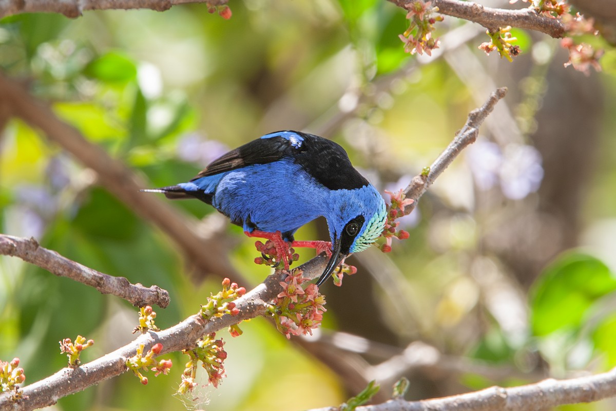 Red-legged Honeycreeper - ML641766447