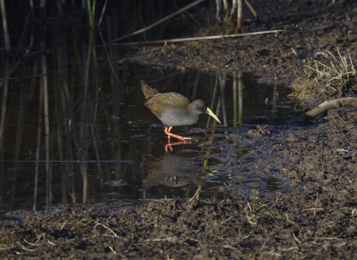 Plumbeous Rail - ML641766452