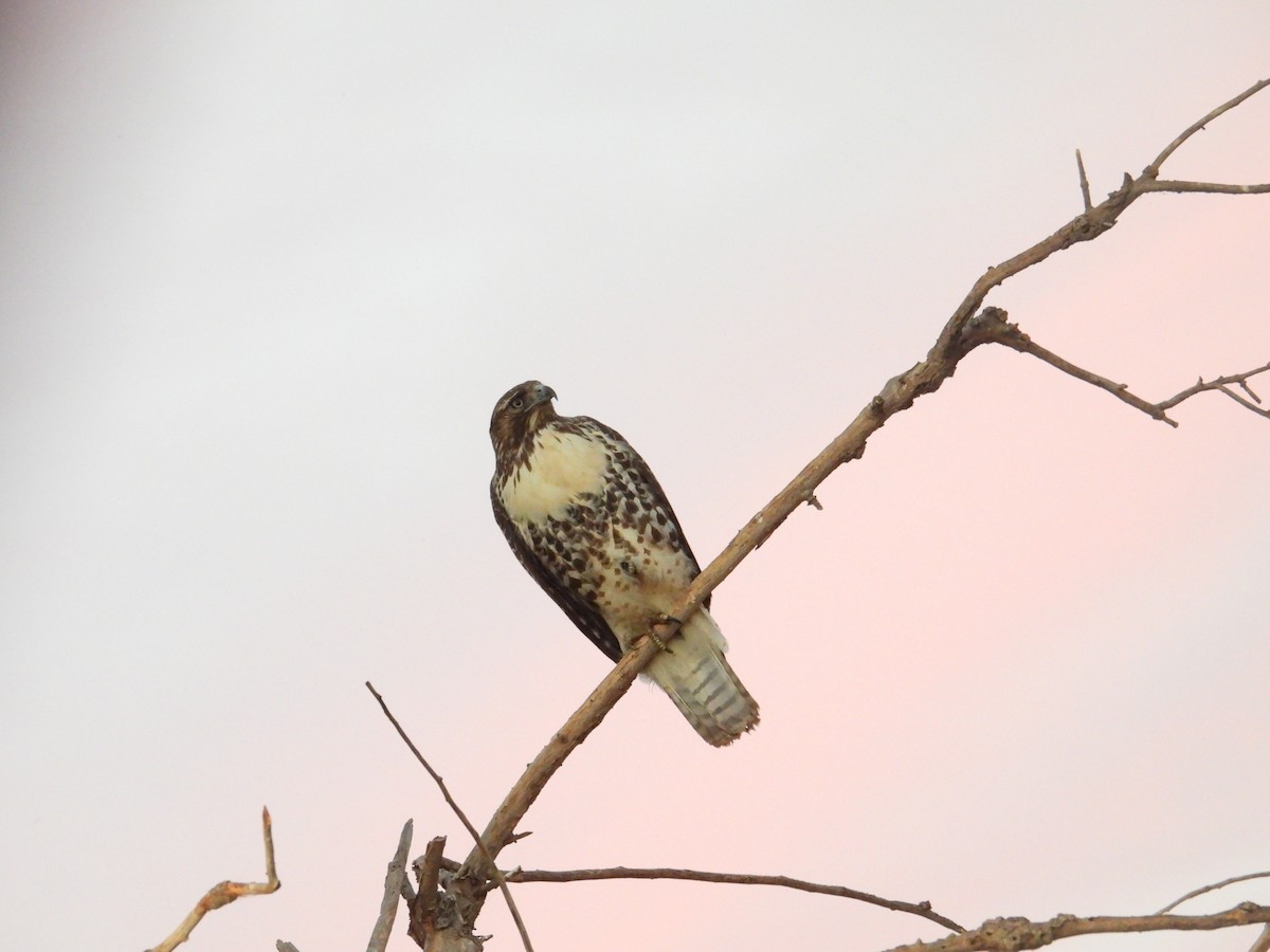 Red-tailed Hawk - ML641766455