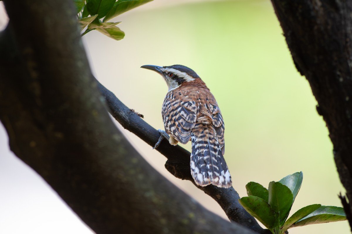 Rufous-backed Wren - ML641766477