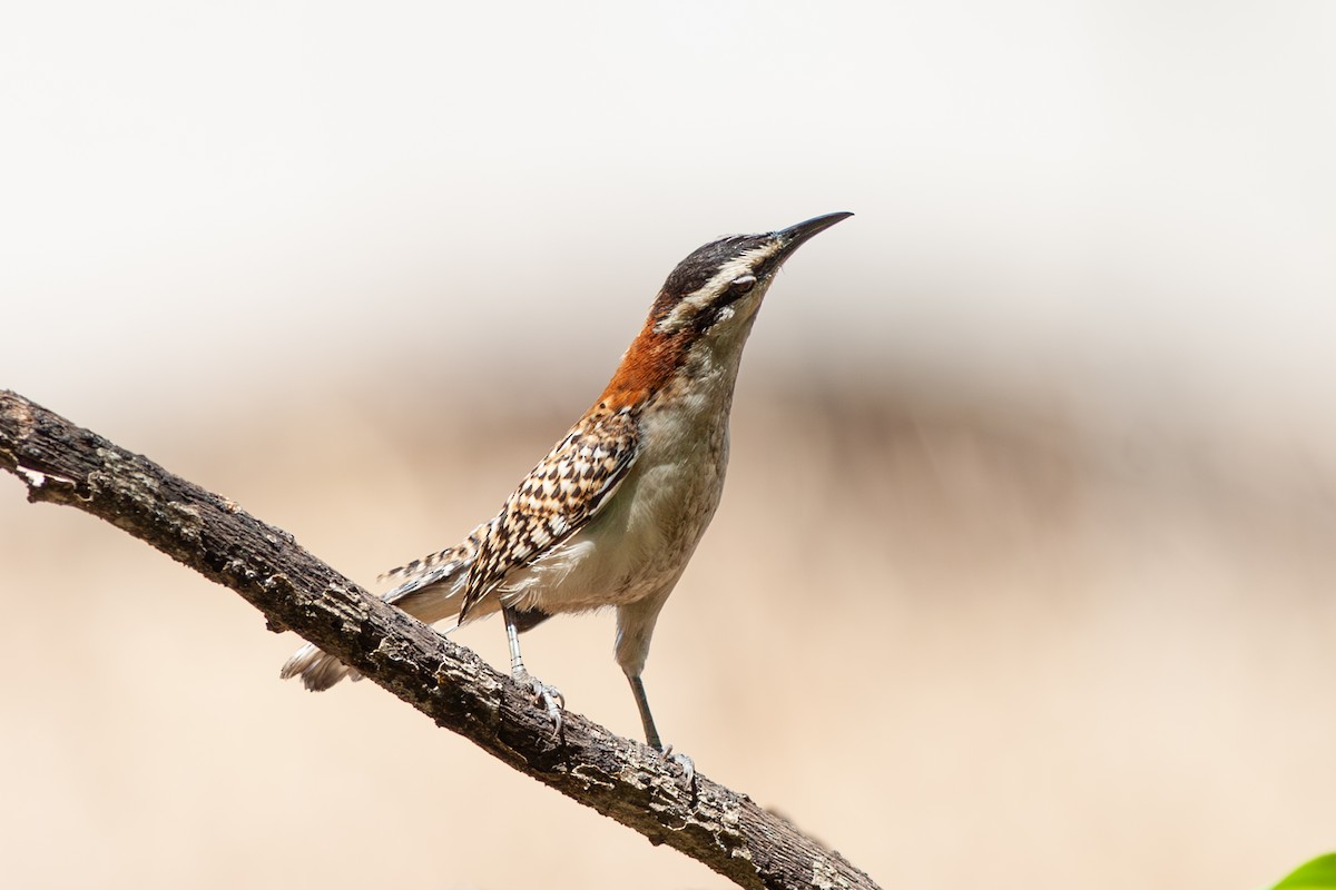 Rufous-backed Wren - ML641766478