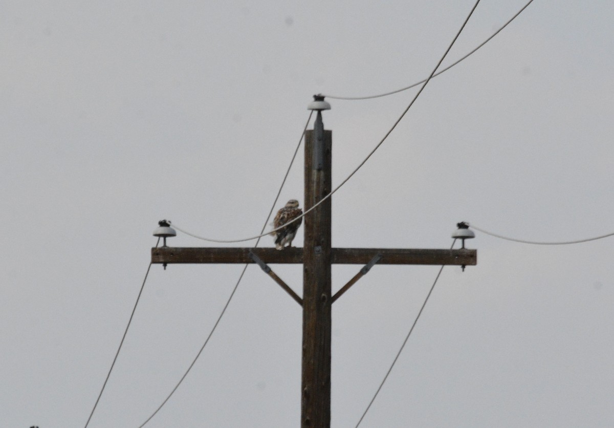 Ferruginous Hawk - ML641766488