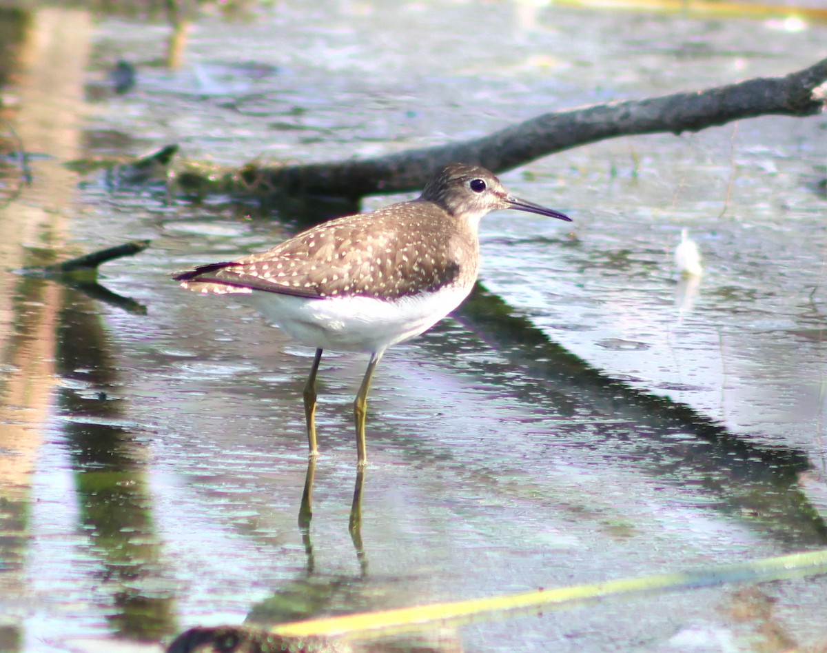 Solitary Sandpiper - ML641766514