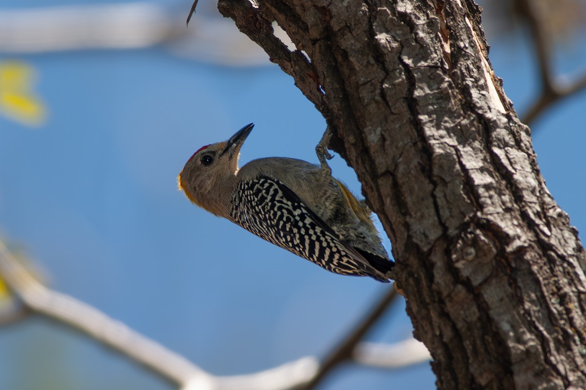 Hoffmann's Woodpecker - ML641766515