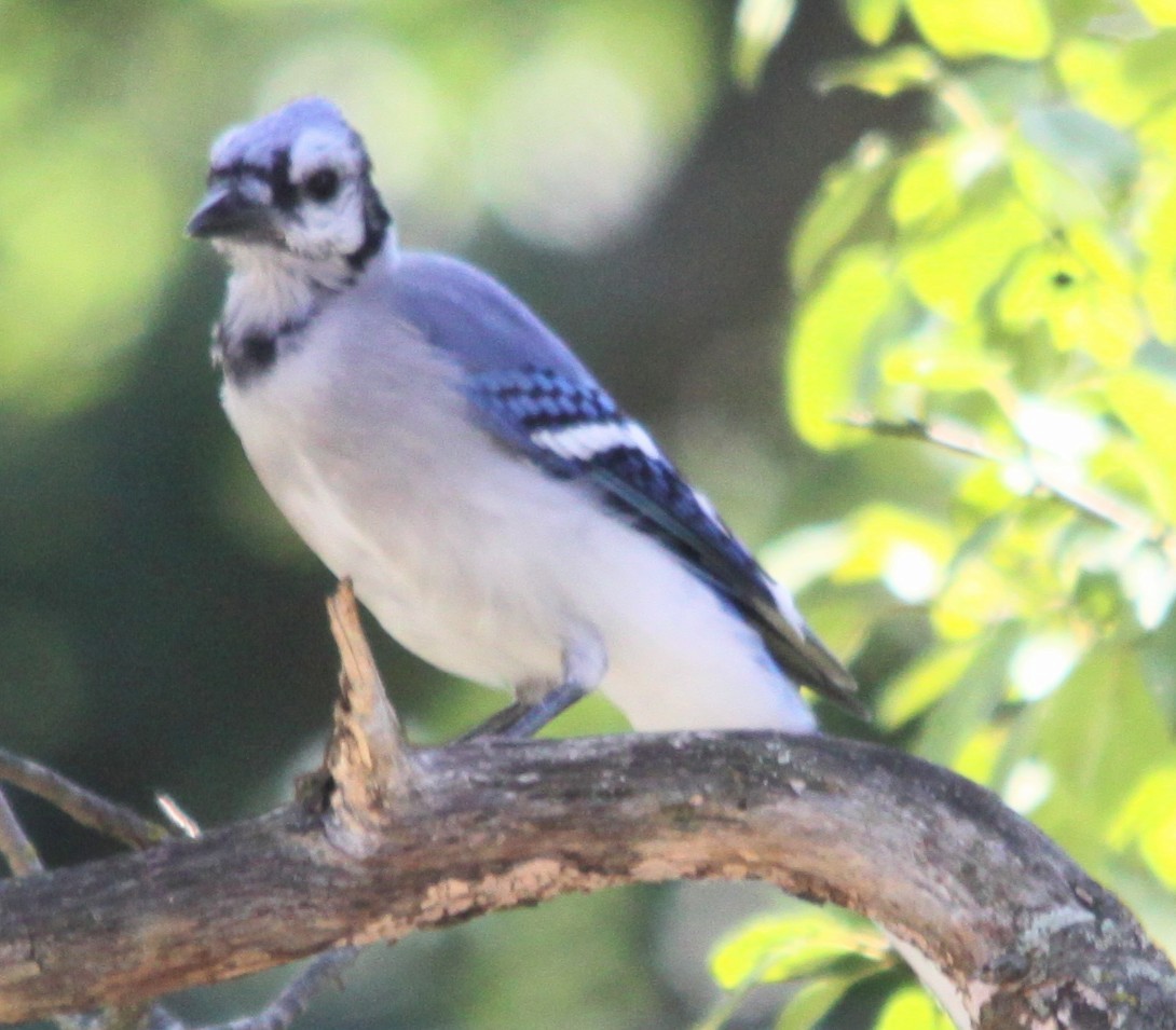 Blue Jay - ML641766521