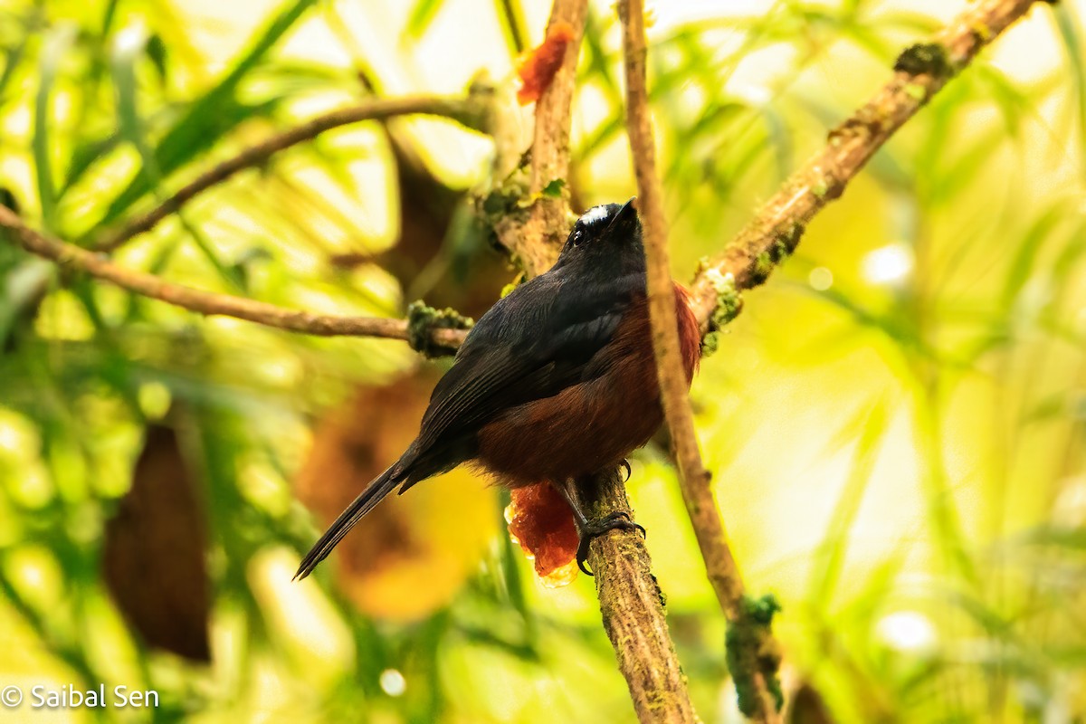 Chestnut-bellied Chat-Tyrant - ML641766528