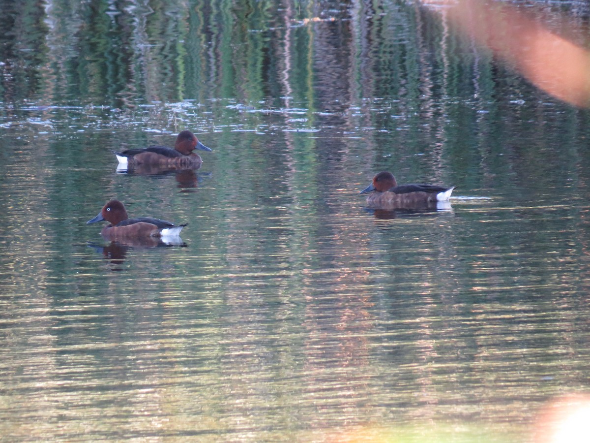 Ferruginous Duck - ML641766529