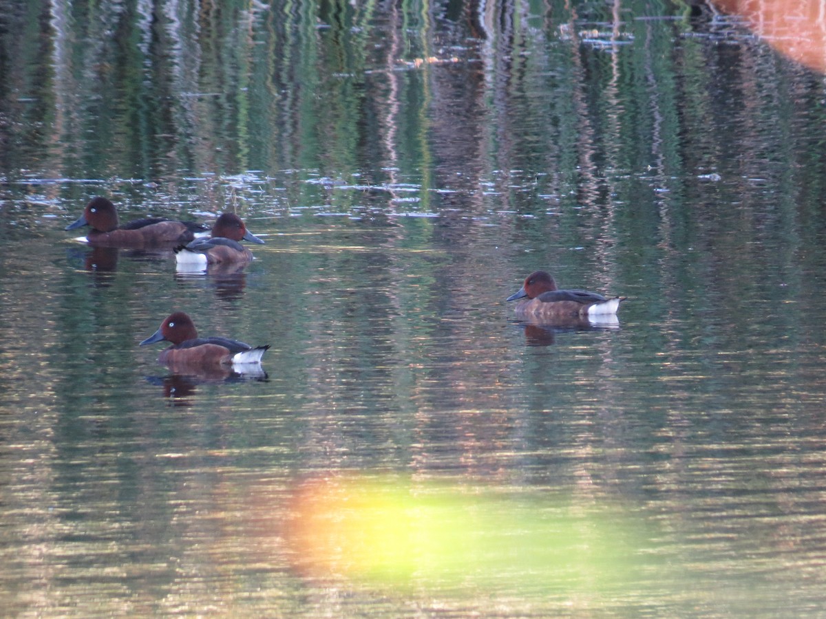 Ferruginous Duck - ML641766530