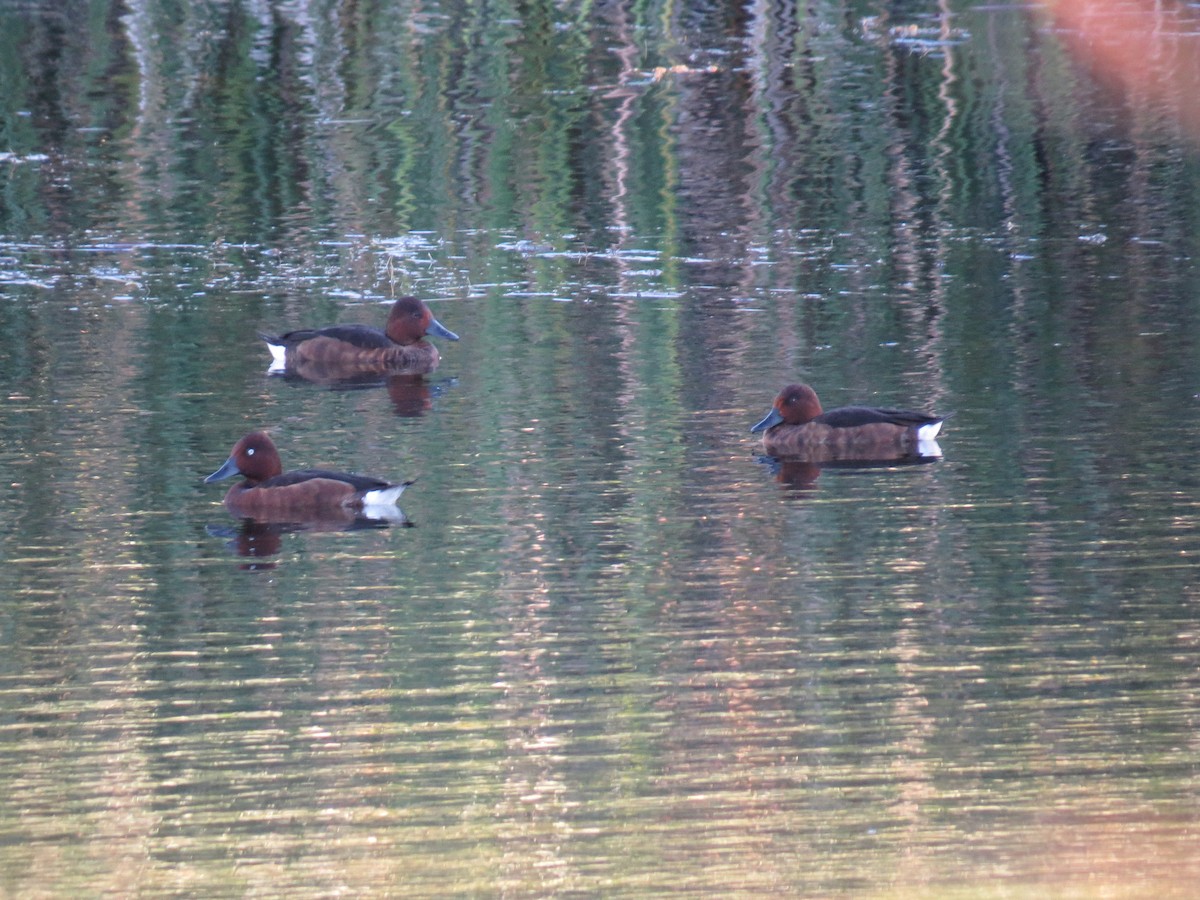 Ferruginous Duck - ML641766531