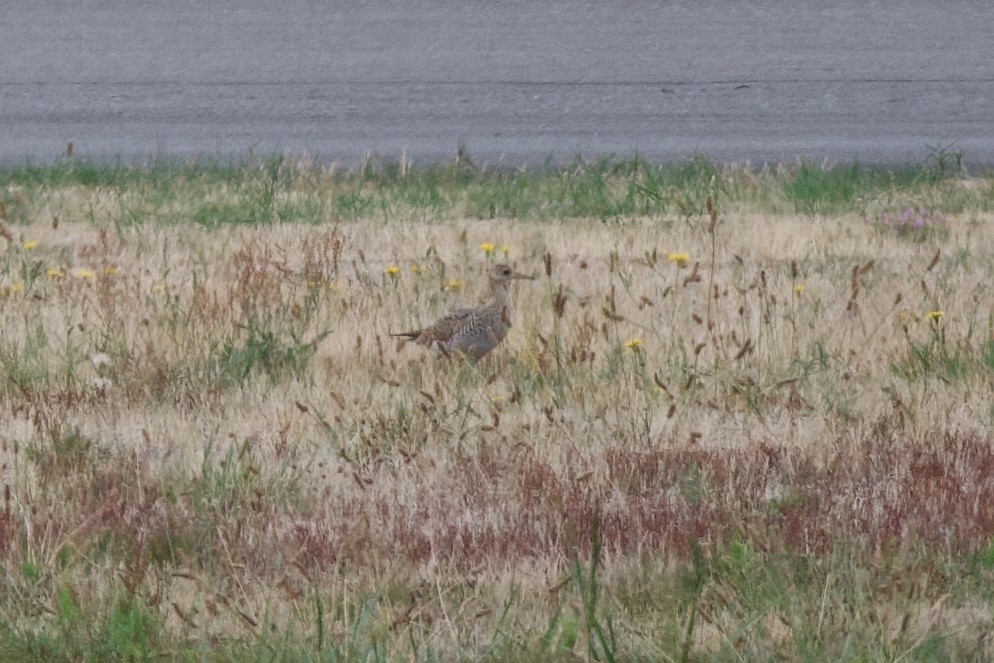 Upland Sandpiper - ML641766537