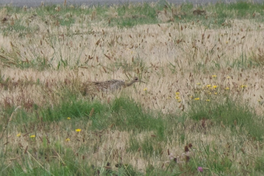 Upland Sandpiper - ML641766546