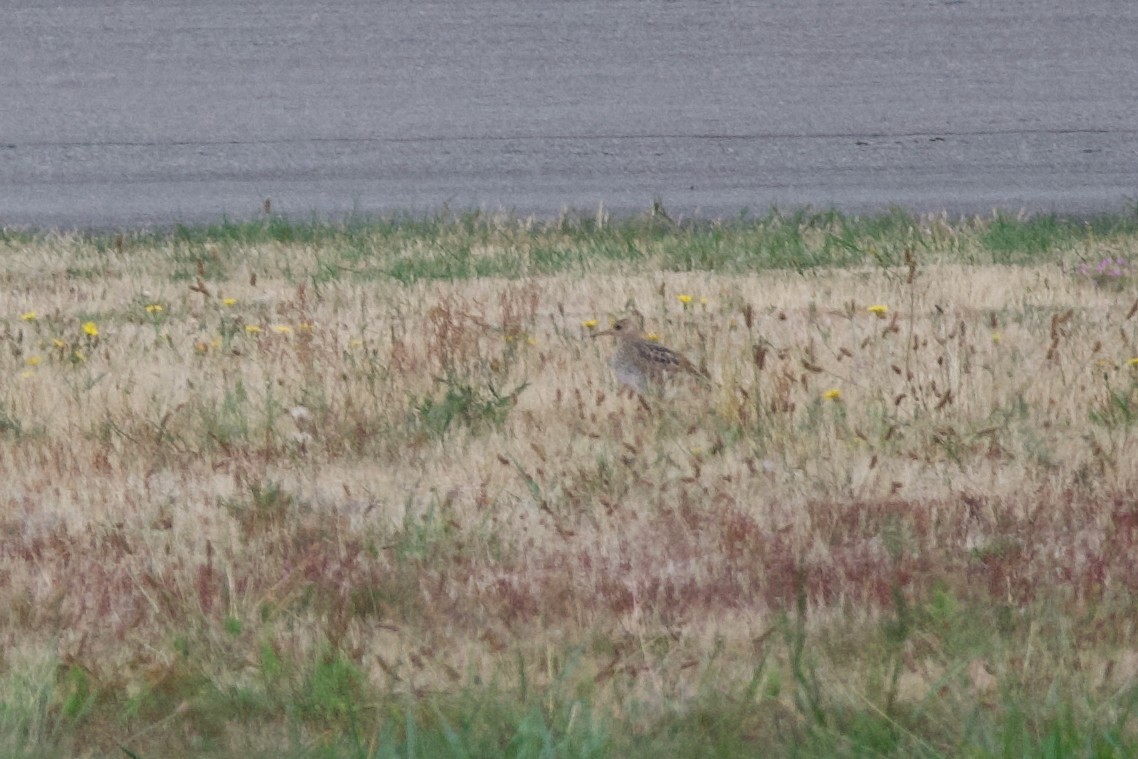 Upland Sandpiper - ML641766551