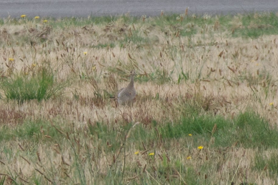 Upland Sandpiper - ML641766554