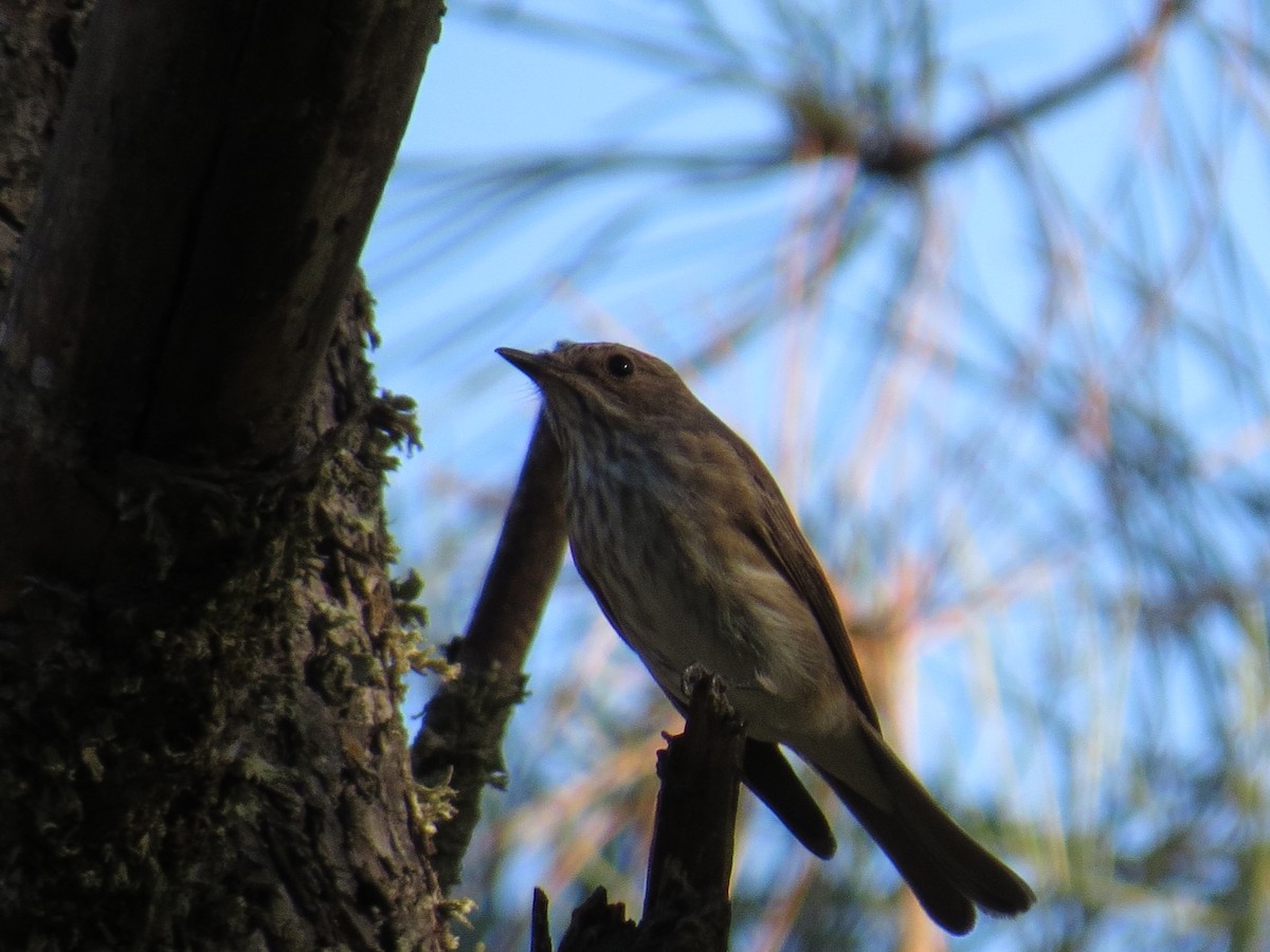 Spotted Flycatcher - ML641766557