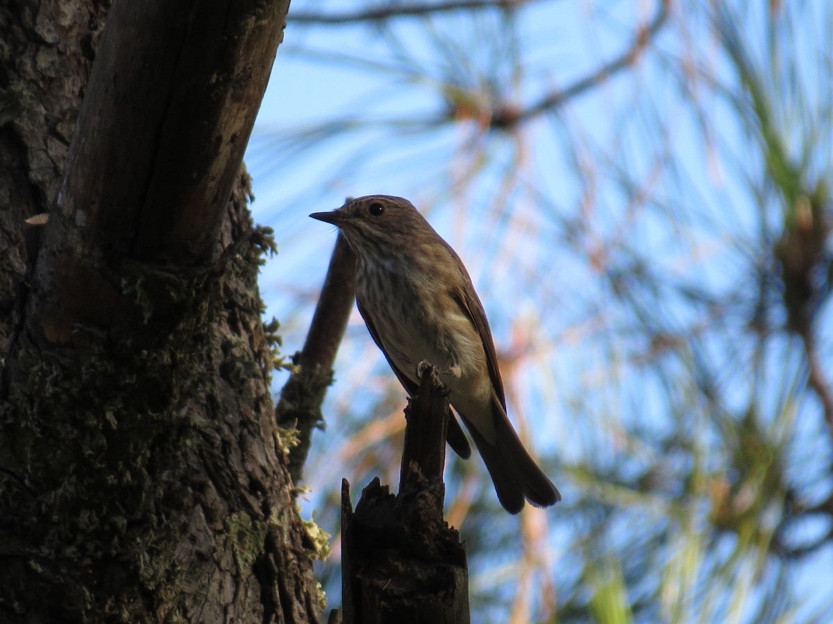 Spotted Flycatcher - ML641766558