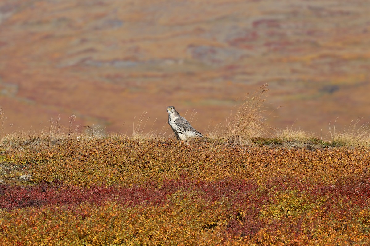 Gyrfalcon - ML641766563