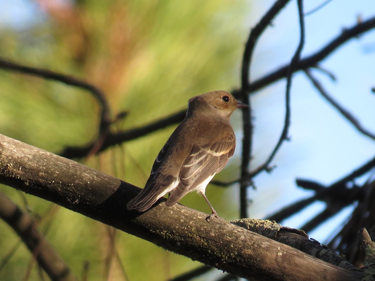 European Pied Flycatcher - ML641766565
