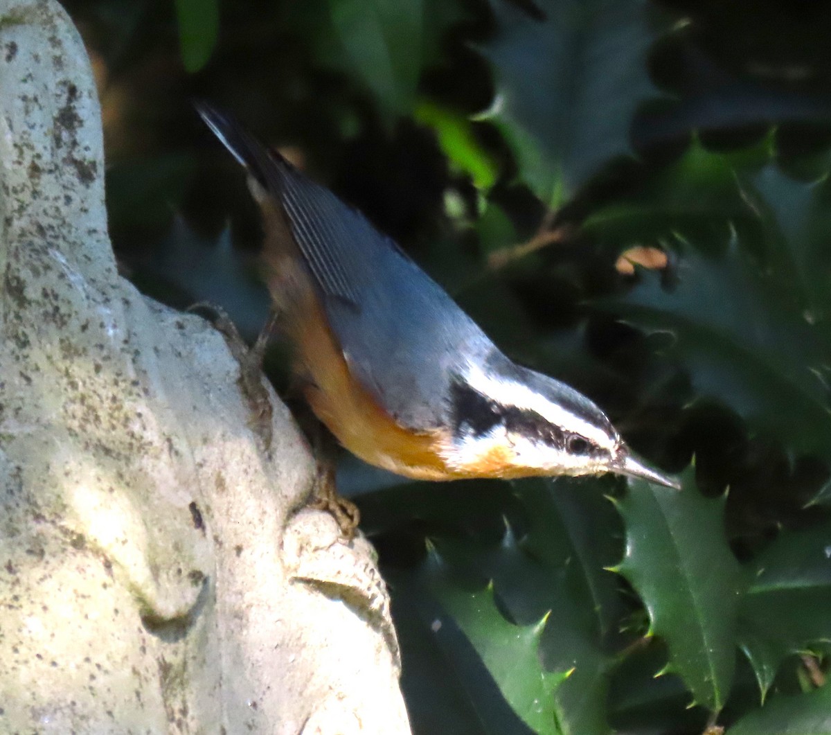 Red-breasted Nuthatch - ML641766574