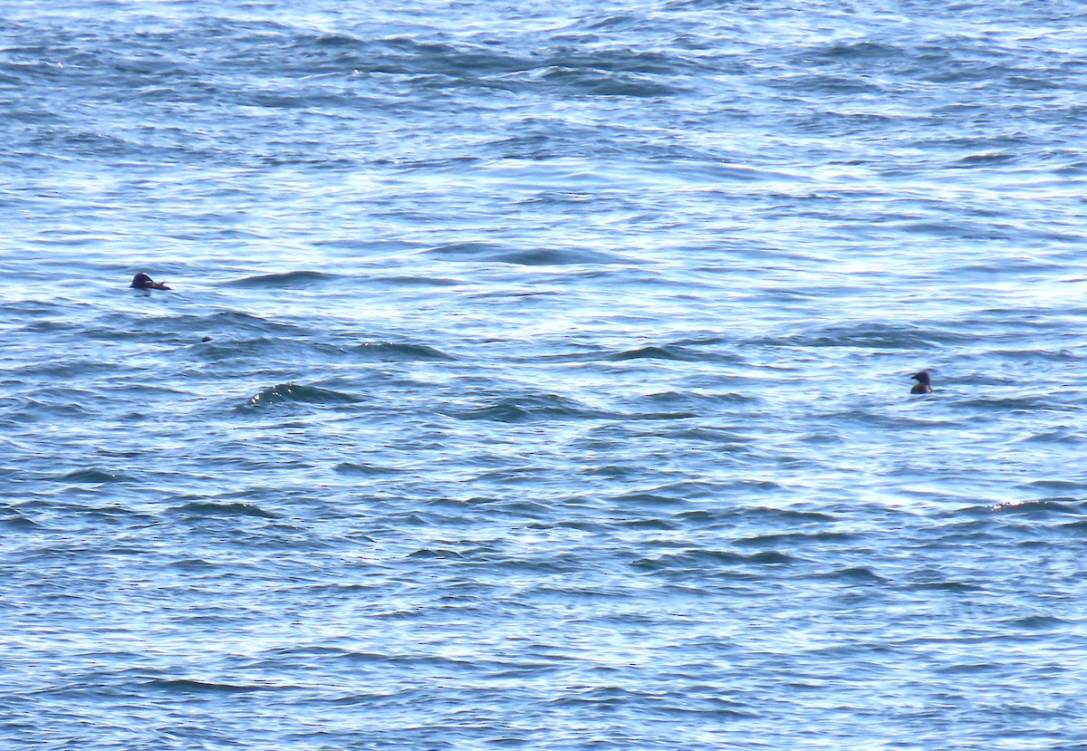 Rhinoceros Auklet - ML641766575