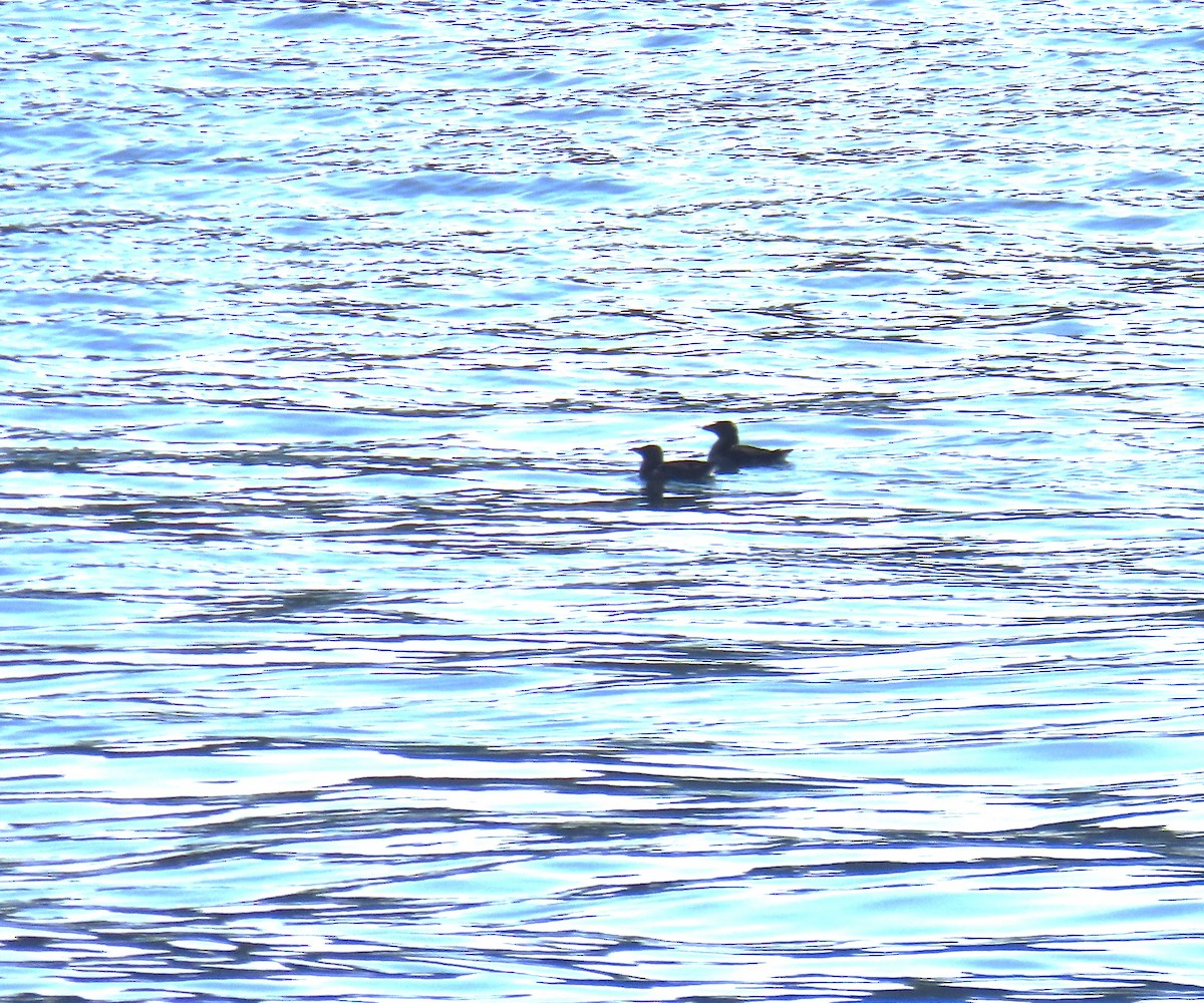 Rhinoceros Auklet - ML641766576