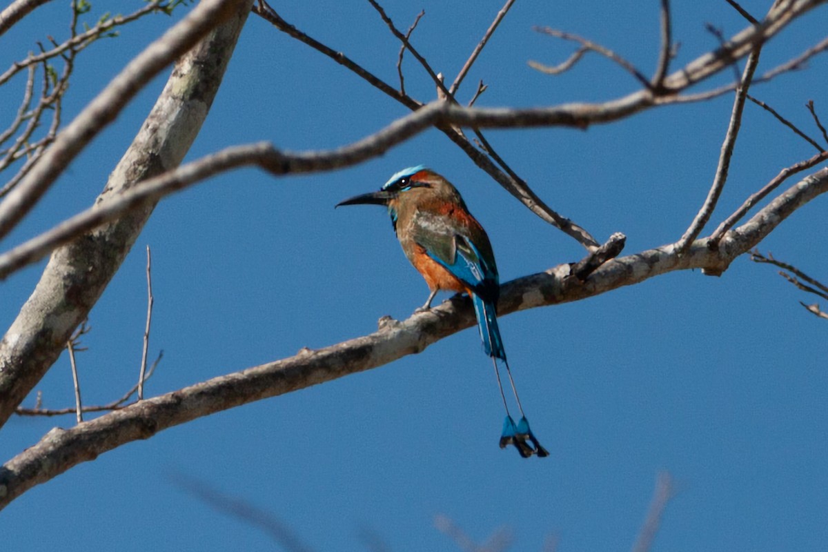 Turquoise-browed Motmot - ML641766579
